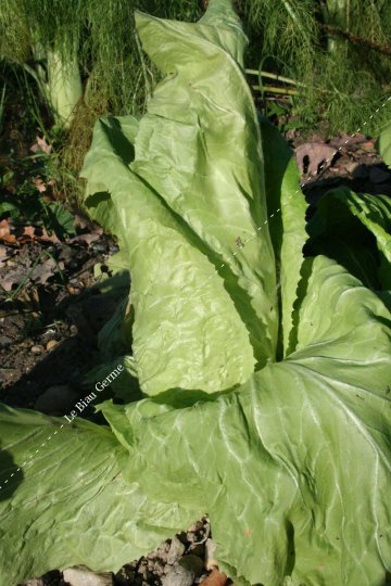 Chicorée Sauvage Pain de Sucre Bio - La Boîte à Graines