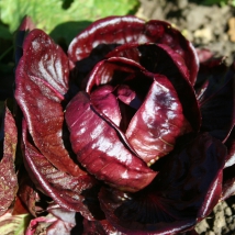 Chicorée rouge de Vérone 