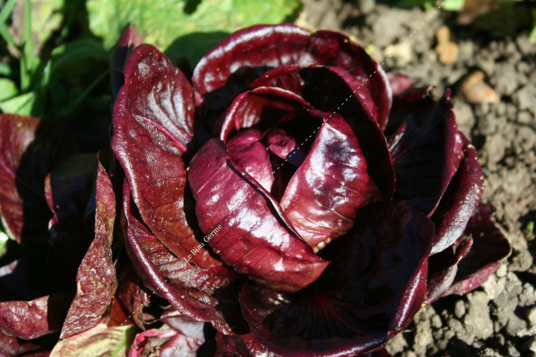 Chicorée rouge de Vérone 