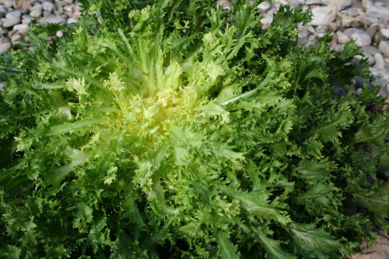 Chicorée frisée grosse Pancalière