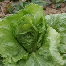 Chicorée scarole en cornet d'Anjou