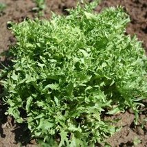 Chicorée frisée fine de Louviers