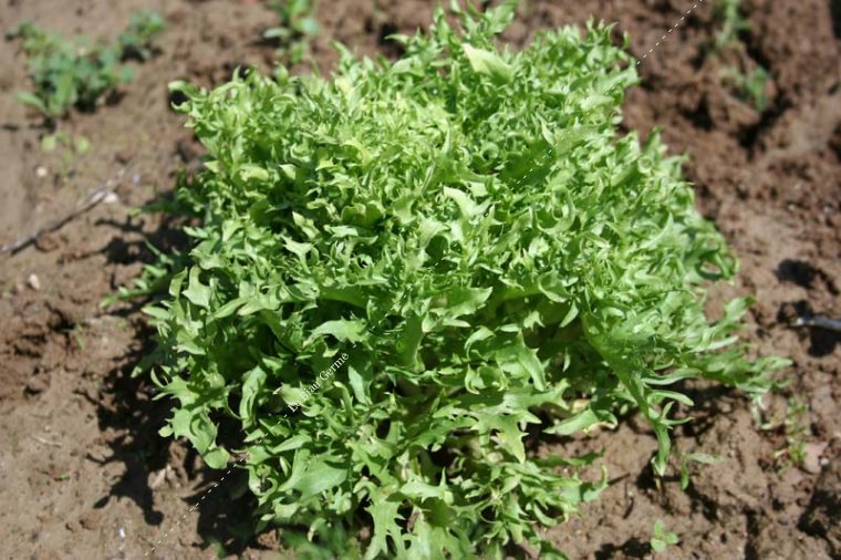 Chicorée frisée fine de Louviers