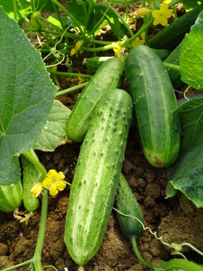 Concombre Légumes, variétés, production, saisonnalité