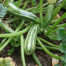 Courgette non coureuse à fruit de type verte d'Italie