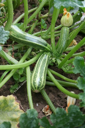 Courgette non coureuse à fruit de type verte d'Italie