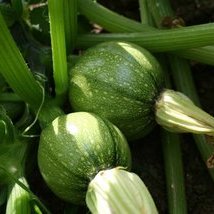 Courgette de Nice à fruit rond