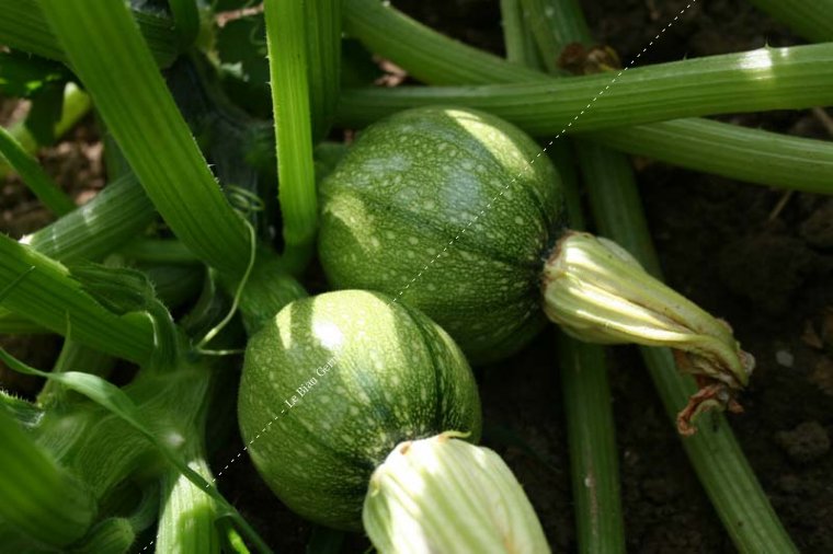 Courgette de Nice à fruit rond