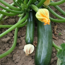 Courgette verte de Milan 