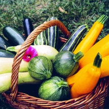 Assortiment de courgettes