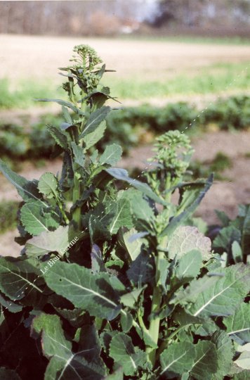 Chou vert non pommé: Branchu du Poitou