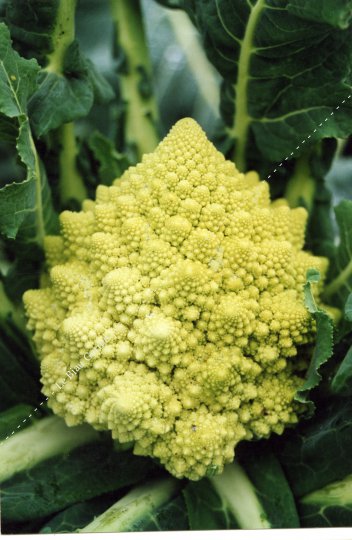 Chou-fleur: Romanesco