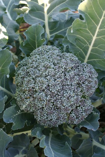 Chou-brocoli vert Calabrais
