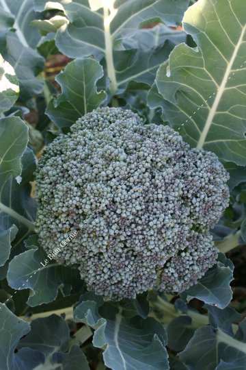 Chou-brocoli vert Calabrais