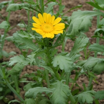 Chrysanthème comestible