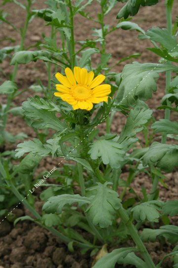 Chrysanthème comestible