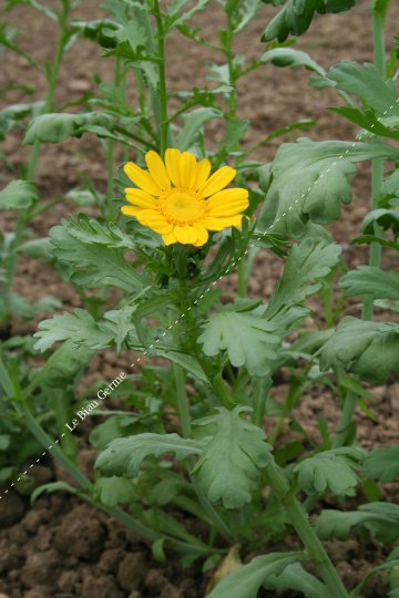 Chrysanthème comestible