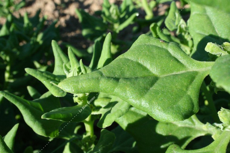 Graines de Tétragone cornue en sachet de 60 graines – Faux épinard