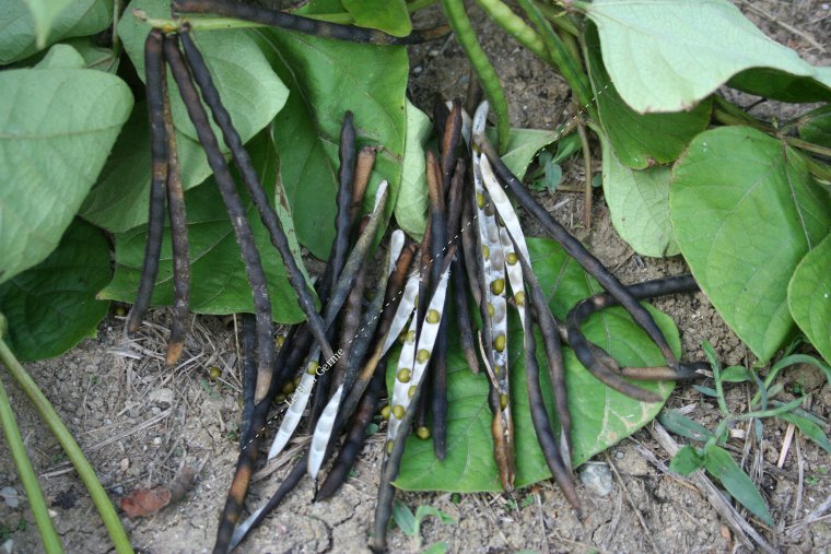 Haricot mungo germé ou pousse de soja pour lapin