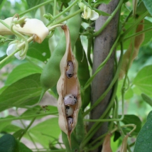 Haricot rame Coco bicolore prolifique 