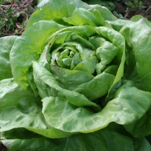 Laitue du Bon Jardinier