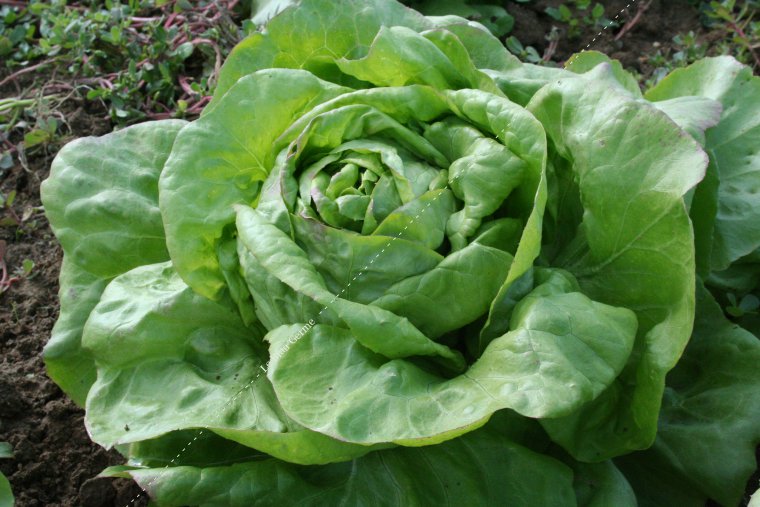 Laitue du Bon Jardinier