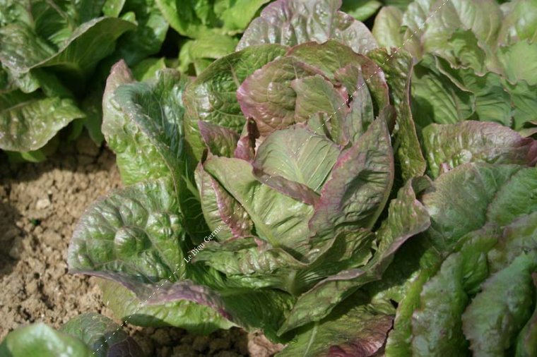 Laitue Romaine des melons