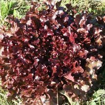 Laitue Feuille de chêne rouge