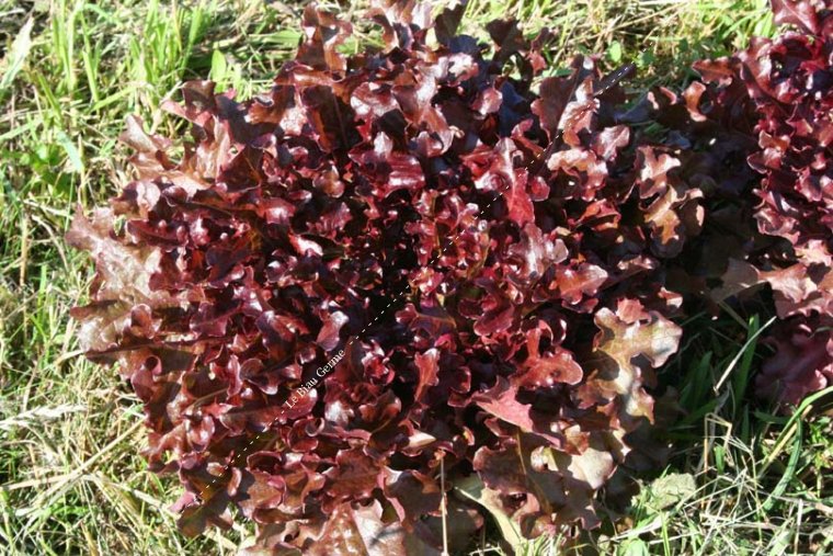 Laitue Feuille de chêne rouge