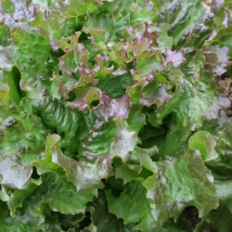 Laitue à couper frisée d'Amérique 