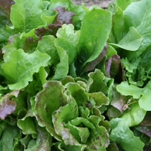 Mesclun