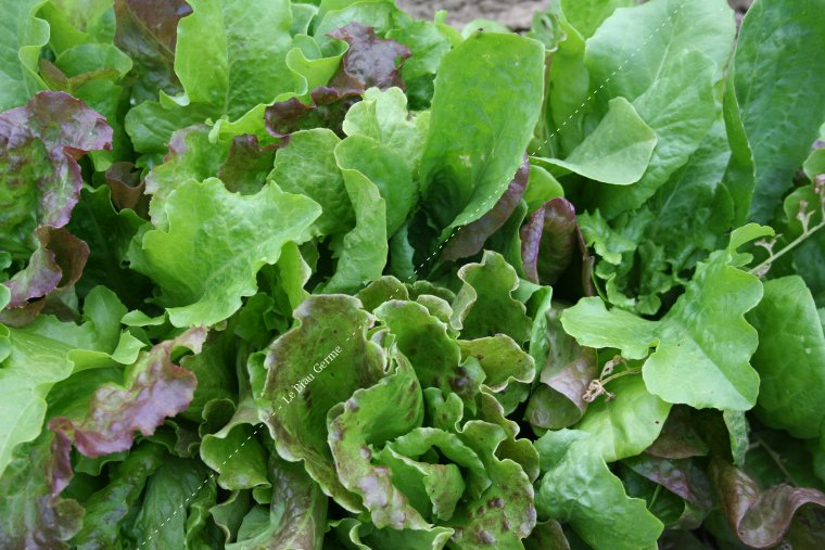 Mesclun