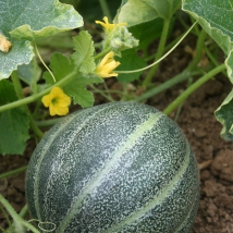 Melon Petit Gris de Rennes