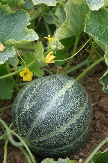 Melon Petit Gris de Rennes