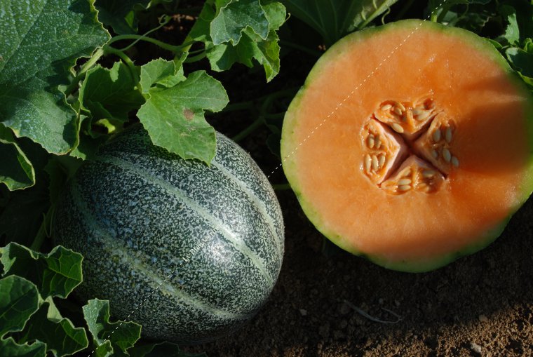 Melon Petit Gris de Rennes