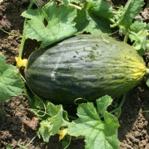 Melon d'espagne Pele de Sapo 