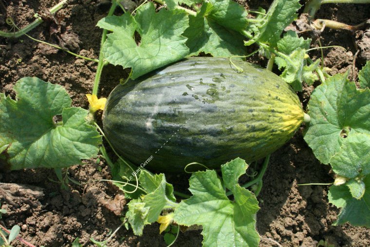 Melon d'espagne Pele de Sapo 