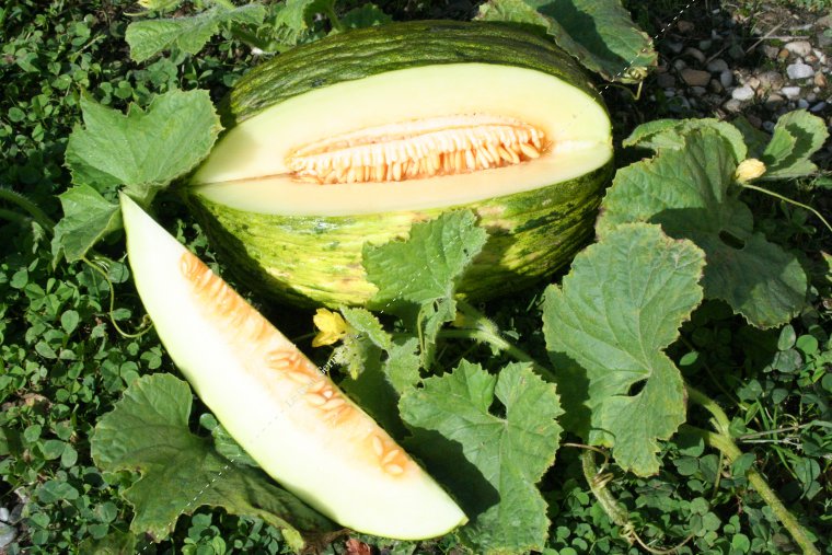 Melon d'espagne Pele de Sapo 