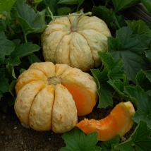 Melon Cantaloup Prescott à fond blanc 