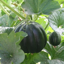 Melon Cantaloup Noir des Carmes 