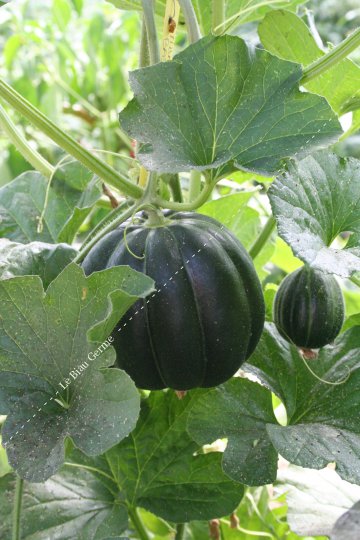 Melon Cantaloup Noir des Carmes 