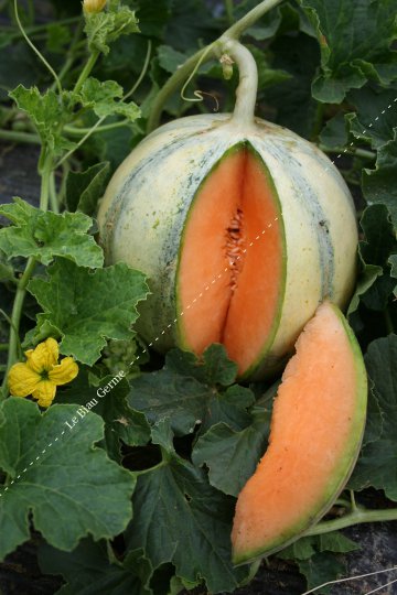 Melon Védrantais