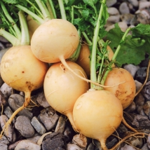 Navet Jaune Boule d'or