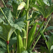 Okra ou gombo