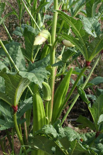 Okra ou gombo