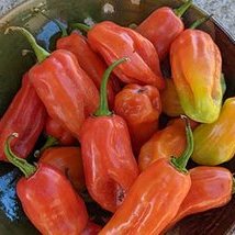 Piment végétarien