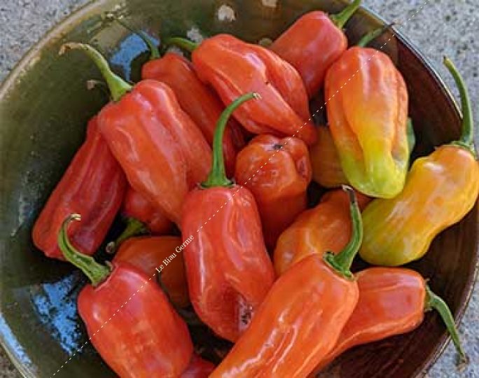 Piment végétarien - Capsicum chinense