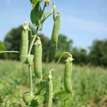 Pois nain Merveille de Kelvedon