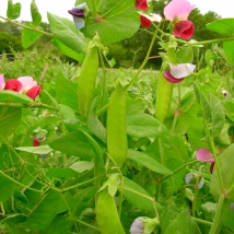 Pois mangetout Carouby de Maussane