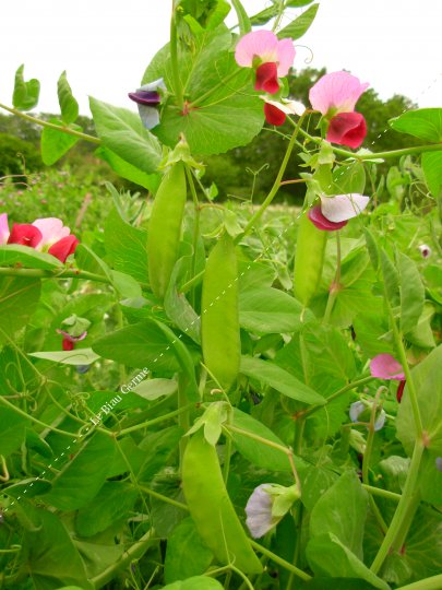 Pois mangetout Carouby de Maussane